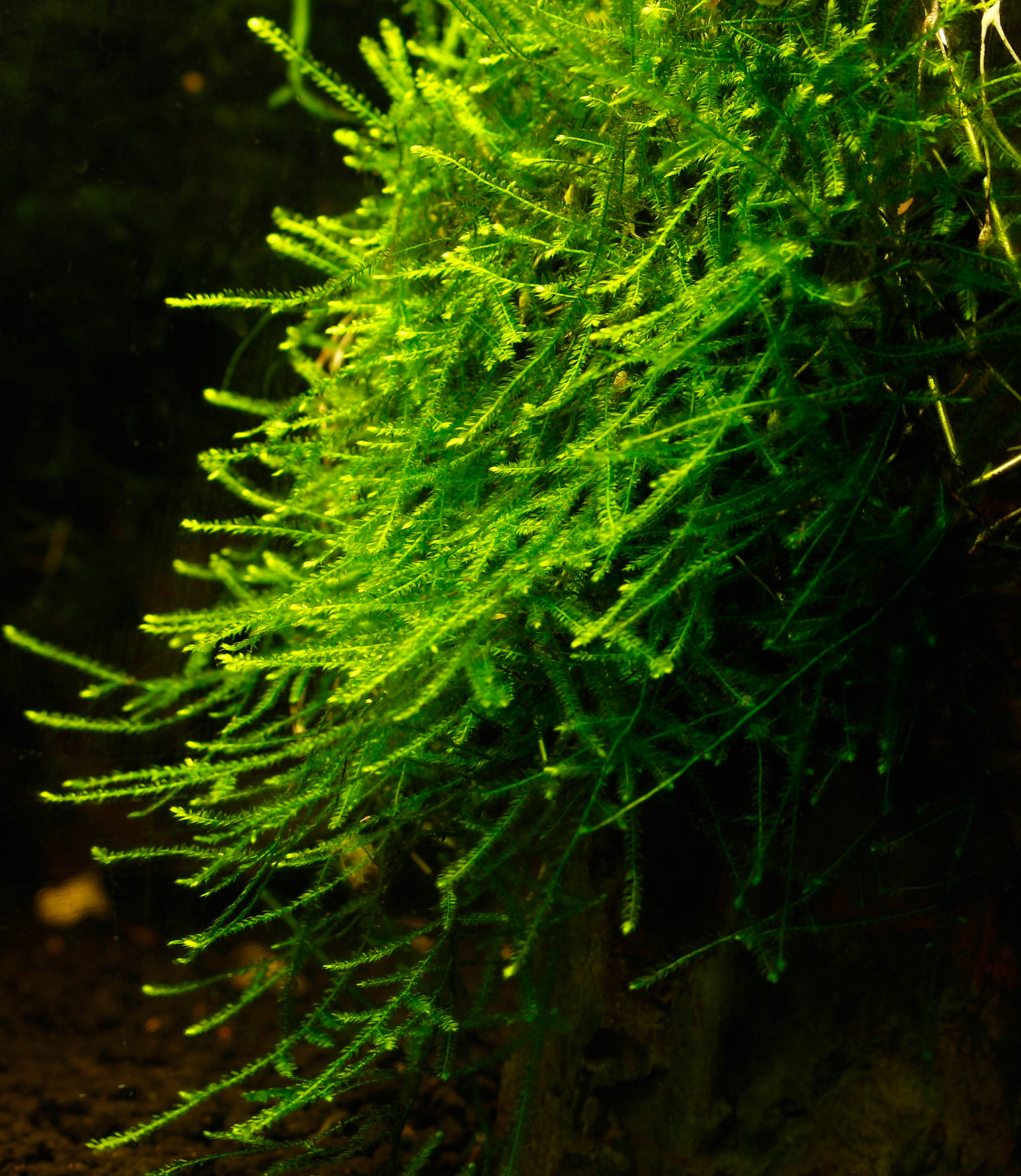 muschi piante pianta per acquario acqua dolce tropicale muschio di Giava Java Taxyphyllum barbieri